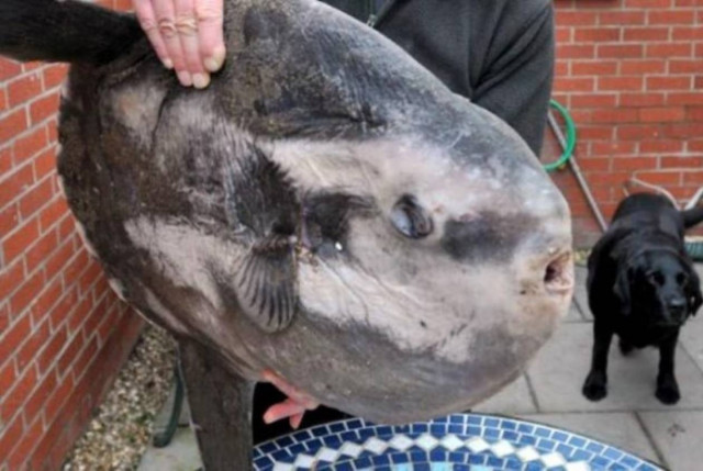 Bρήκε στην παραλία ψάρι 36 κιλών (pics)