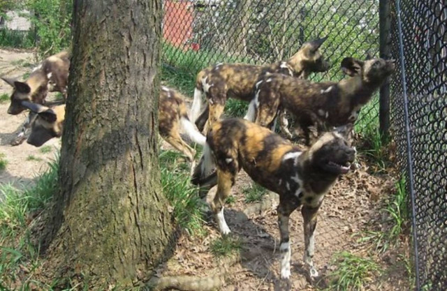 «Τραγικό δυστύχημα»: Άγρια σκυλιά κατασπάραξαν 2χρονο αγόρι