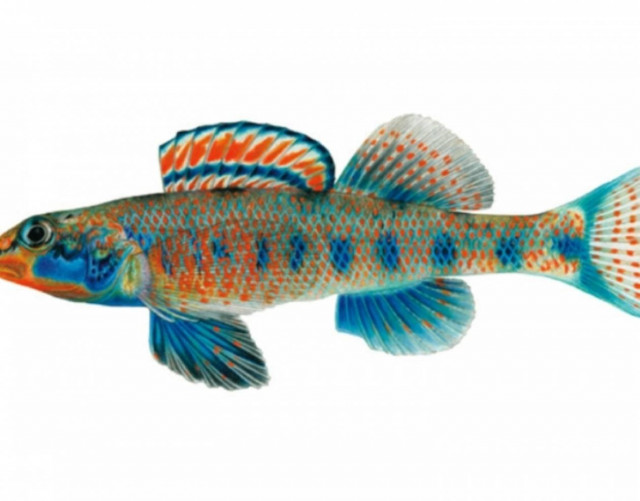 Ομπάμα ονόμασαν νέο είδος ψαριού!