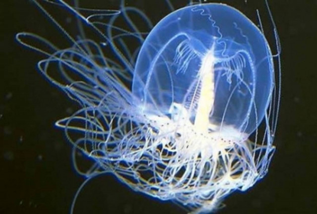 Απίστευτο: Μέδουσα «κρατάει» το κλειδί της αθανασίας!