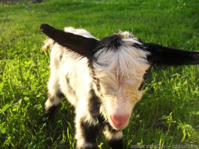 Σύμη: Μηχανάκι έπεσε πάνω σε έγκυο κατσίκα- Σώθηκε το μωρό!