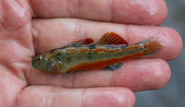 Προς τιμήν του Ομπάμα ονομάστηκε ένα είδος ψαριών γλυκού νερού!