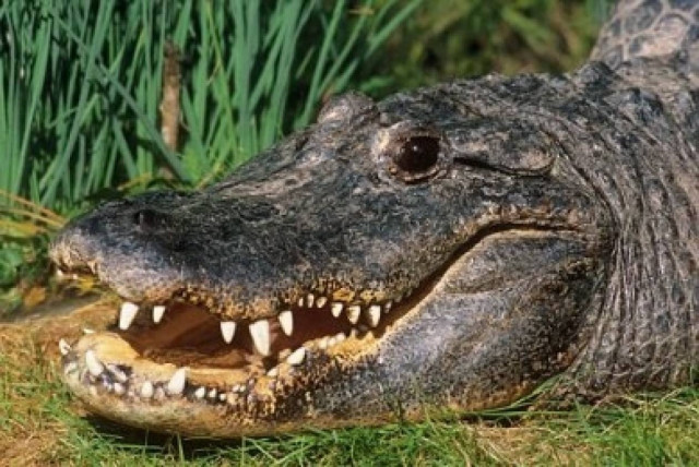 ΣΟΚ: Κροκόδειλος «καταβρόχθισε» ένα δεκάχρονο αγοράκι!