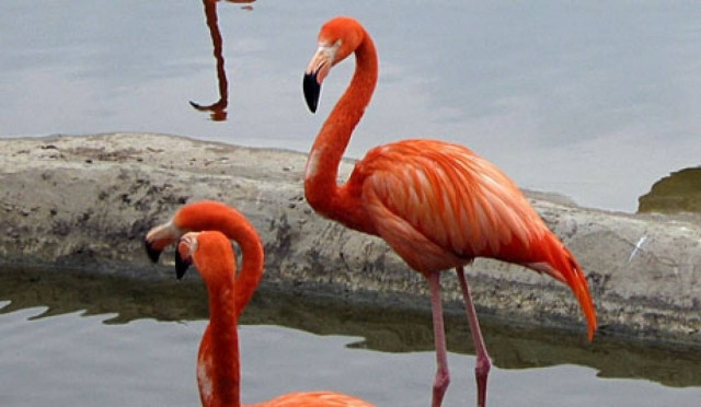Σκάνδαλο! Πολιτικοί χρησιμοποιούν ακόμα και τα ζώα για την εξουσία