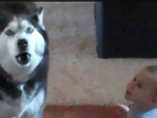 Βίντεο: Μωρό και χάσκι... έπιασαν κουβέντα