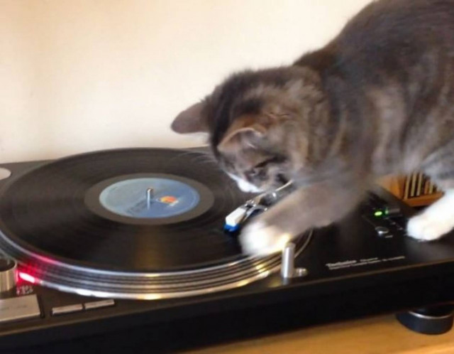 Βίντεο: Γάτα εναντίον... πικάπ!