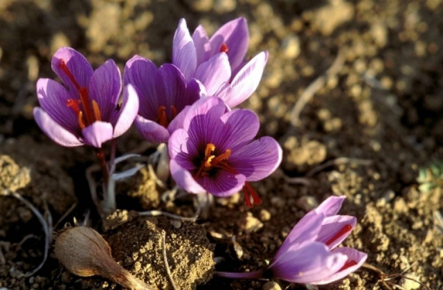 Κοζάνη: Παραγγελία- μαμούθ για Κρόκο από HΠΑ