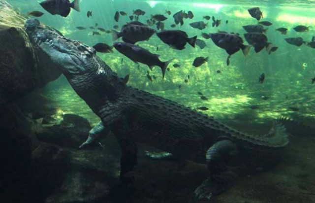 Είχαν σαν κατοικίδιο τον κροκόδειλο που άρπαξε 9χρονο αγόρι