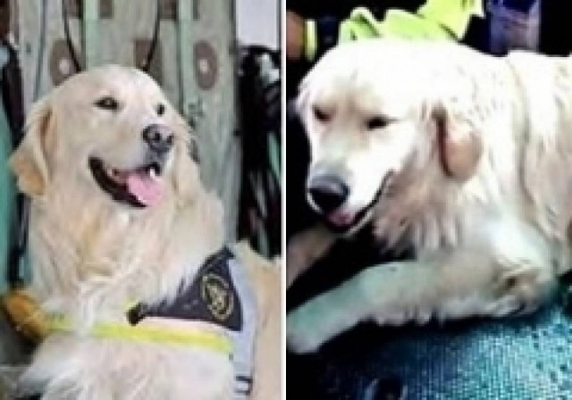 Τραγικό: Έπεσε από γκρεμό το σκυλί-διασώστης του σεισμού στην Άκουιλα