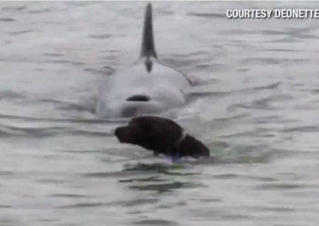 Βίντεο: Φάλαινα-δολοφόνος «καταδιώκει» σκύλο