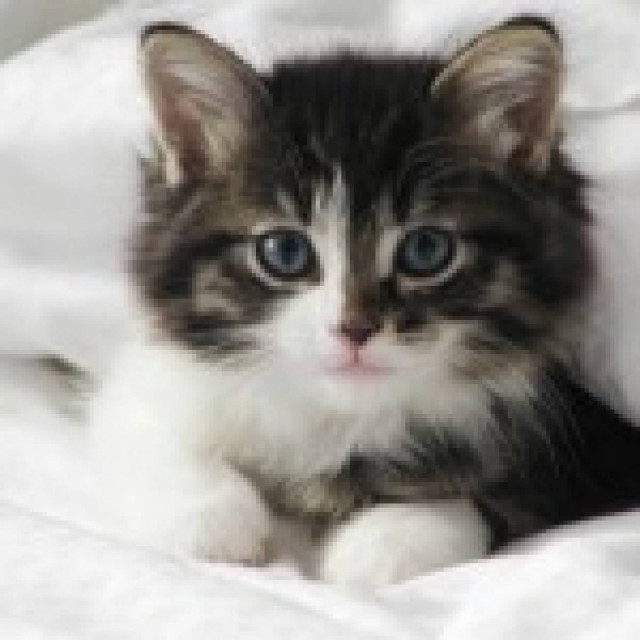 21 πράγματα που δεν ξέρατε για τα ζώα