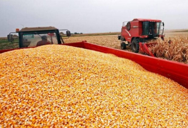 Μολυσμένο με καρκινογόνες ουσίες το σερβικό καλαμπόκι