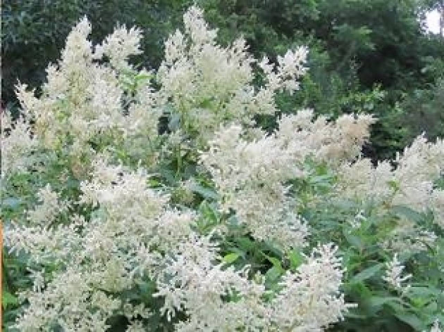 Απίστευτο: Αγρότης βρήκε ρίζα με... ανθρώπινη μορφή!