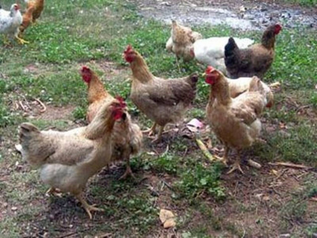 Πήγε στο κοτέτσι να μαζέψει τα αυγά και έπαθε ΣΟΚ με αυτό που είδε!