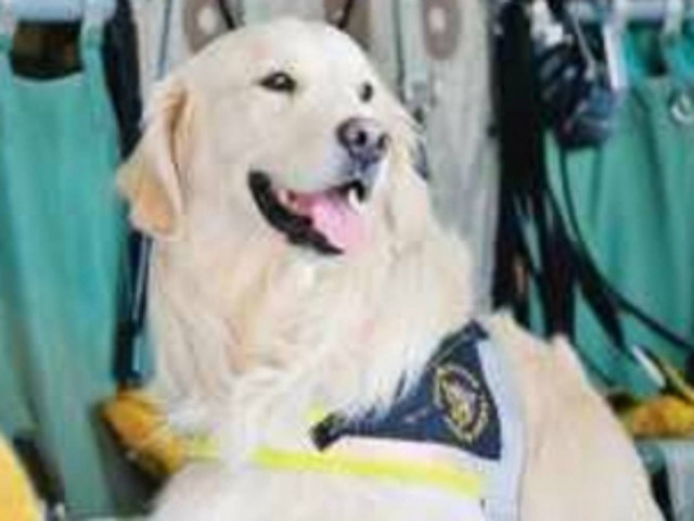 Πέθανε ο ήρωας- σκύλος της L Aquila