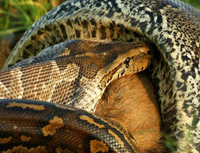 Απίστευτες φωτογραφίες: Πύθωνας καταπίνει ολόκληρο άγριο ζώο