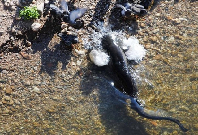 Απίστευτο βίντεο: Γατόψαρο-κανίβαλος καταβροχθίζει ένα περιστέρι!