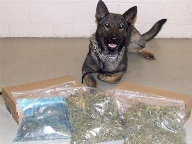 Λογάριαζε χωρίς τον σκύλο του Λιμενικού!