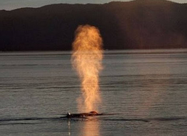 Φάλαινα εκτοξεύει από το φυσητήρα της... «φωτιά» (pics)