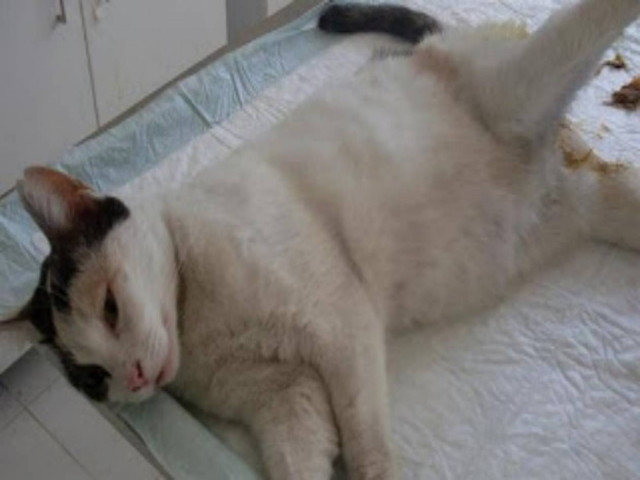 ΦΡΙΚΗ: Θύμα βιασμού μια γάτα στην Τουρκία