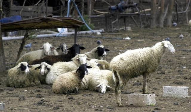Έκρυψαν στην στάνη ναρκωτικά και όπλα