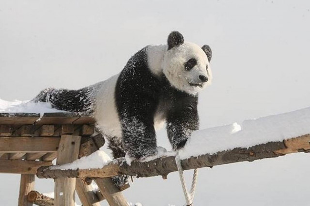Πάντα σε επικίνδυνες αποστολές!