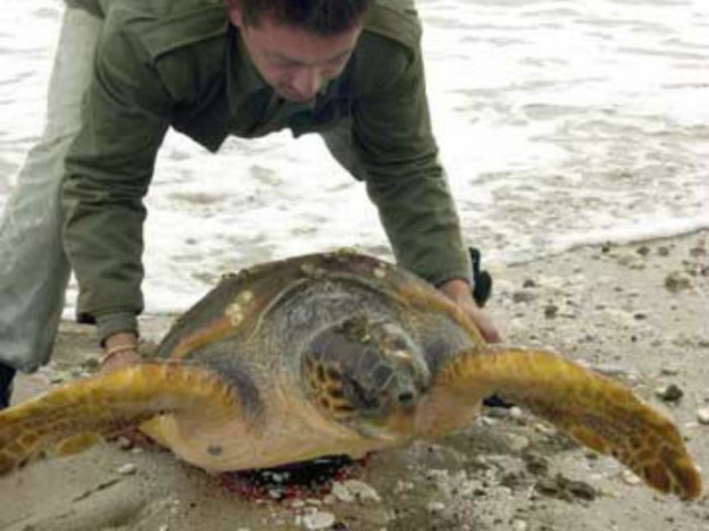 Απελευθέρωση δύο χελωνών καρέτα-καρέτα από το Ενυδρείο Κρήτης