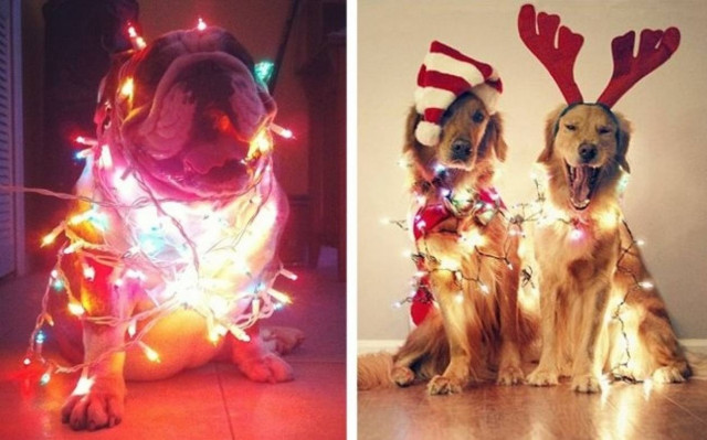 Απολαύστε τα πιο σκυλίσια χριστούγεννα!