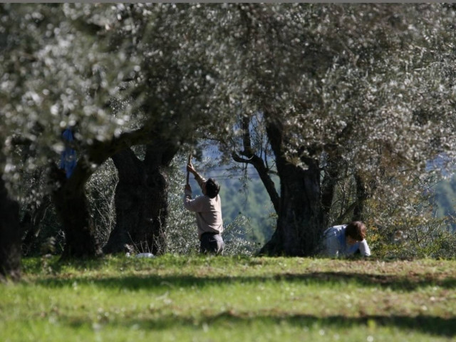 Αγγελία: Εργοδότης ζητά ΜΟΝΟ Έλληνες εργάτες για τις ελιές