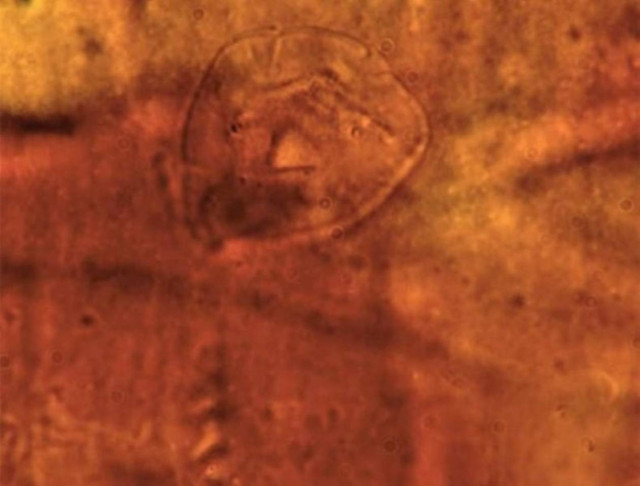 Βρέθηκε παράξενο πλάσμα ηλικίας 200 εκατ. ετών