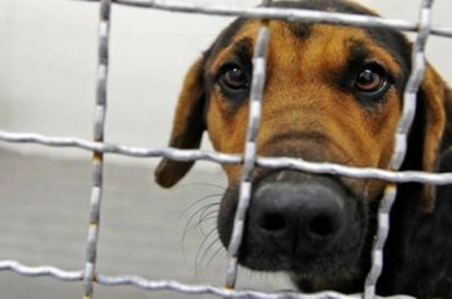 Καταγγελίες για κακοποίηση αδέσποτων σε χώρο φιλοξενίας τους