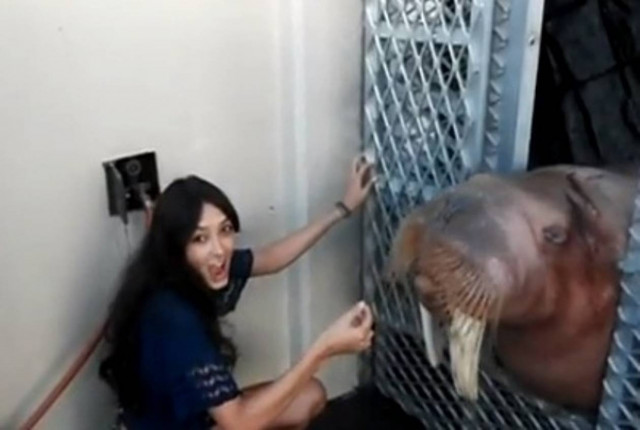 Δείτε τι έκανε ο θαλάσσιος ίππος και ενθουσίασε την κοπέλα!