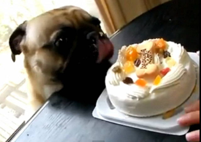 Bίντεο:Pug καταβροχθίζει με λαχτάρα την τούρτα γενεθλίων του!