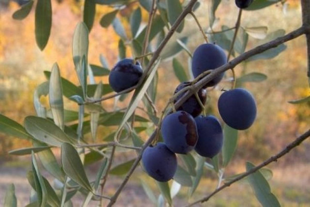 Σέρρες: Έκλεψαν 300 κιλά ελιές
