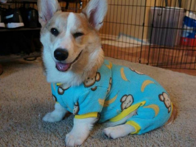 Corgnelius: Δείτε το νέο σταρ του internet