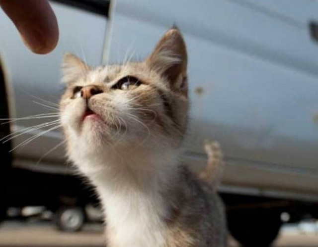 Ένα νησί γεμάτο γάτες!