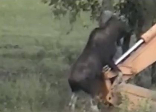 Βίντεο: Ελάφι ερωτεύτηκε σκαπτικό μηχάνημα