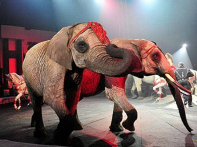 Η βότκα έσωσε τη ζωή δύο ελεφάντων!