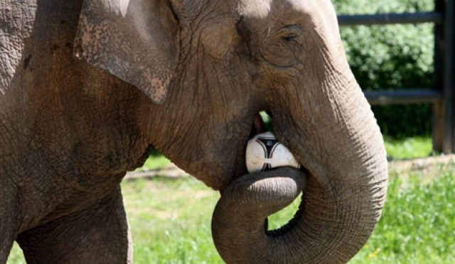 Απίστευτο! Ακόμα και οι ελέφαντες  πίνουν βότκα στη Σιβηρία