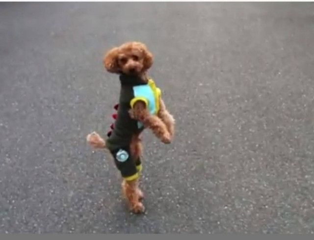 Δείτε σε τι διαφέρει από τα άλλα σκυλάκια αυτό το γλυκύτατο πούντλ!