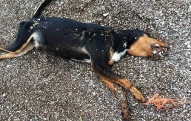 Ναύπακτος: Του έδεσαν τα πόδια και το πέταξαν στη θάλασσα