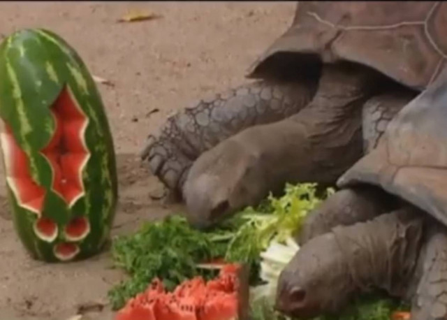 Βίντεο: Και τα ζωάκια πήραν τα χριστουγγενιάτικα δώρα τους!