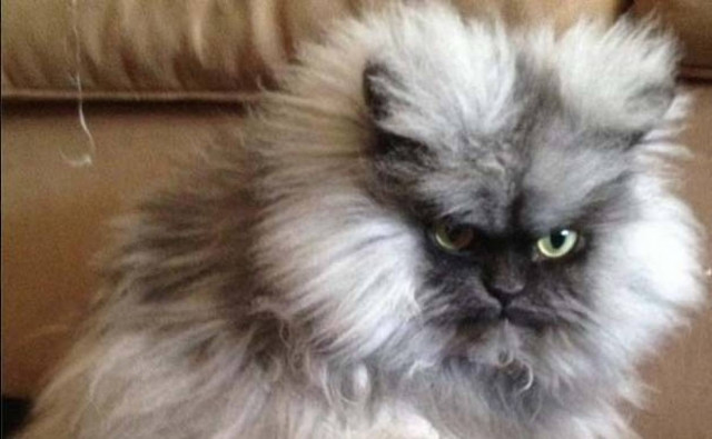 Ο πιο θυμωμένος γάτος του διαδικτύου! (βίντεο)