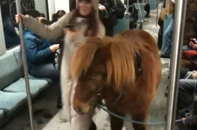 Απίστευτο: Πήρε το πόνυ μαζί της στο μετρό (βίντεο)