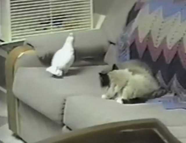 Βίντεο: Ένας ριψοκίνδυνος παπαγάλος