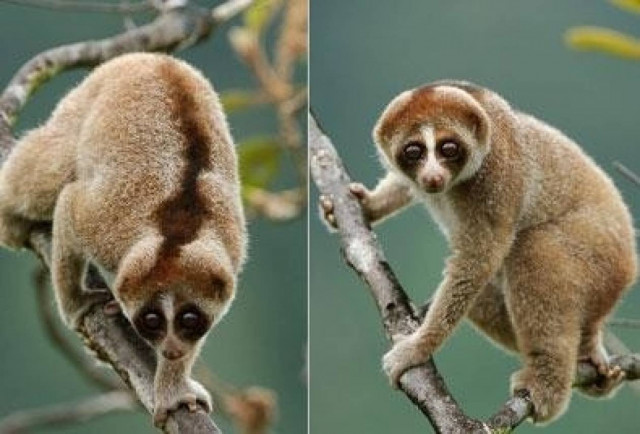 Εντοπίστηκε σπάνιο είδος δηλητηριώδους θηλαστικού