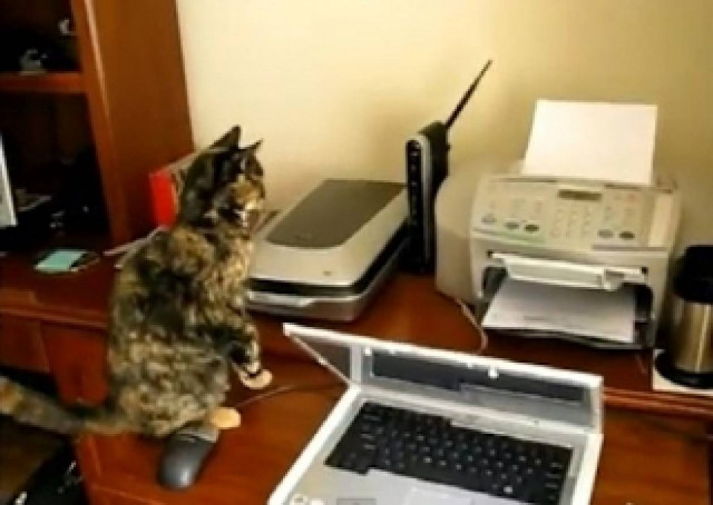 Βίντεο: Γάτες εναντίον... εκτυπωτή