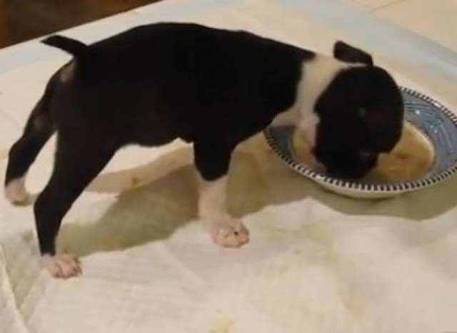 Βίντεο: Το κουτάβι ακροβάτης