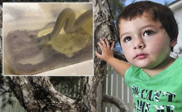 ΣΟΚ: Βρήκε στην ντουλάπα του γιου της 7 δηλητηριώδεις οχιές