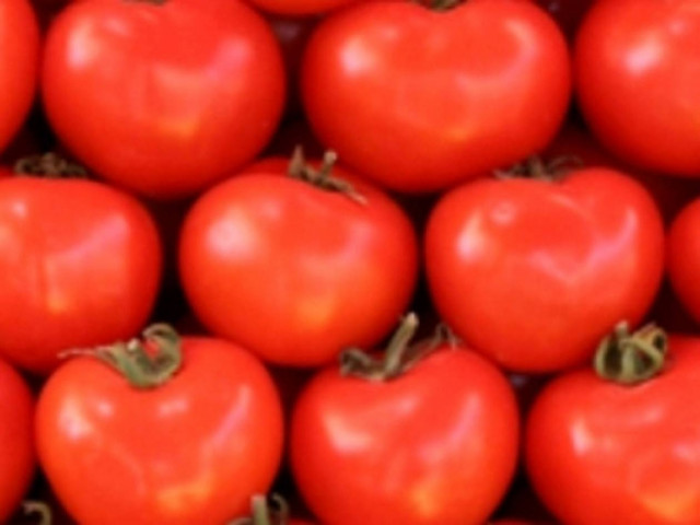 Δημιουργία Θεσσαλικού συνεταιρισμού ντοματοπαραγωγών